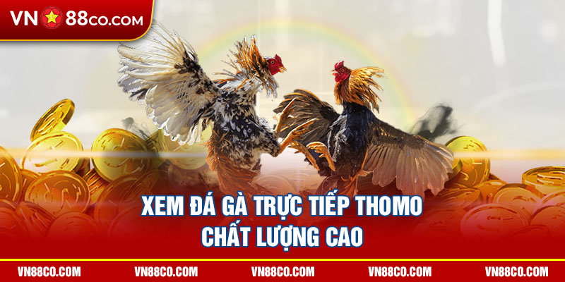 Xem đá gà trực tiếp Thomo chất lượng cao