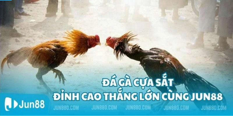 Tham gia đá gà cựa sắt đỉnh cao tại Jun88